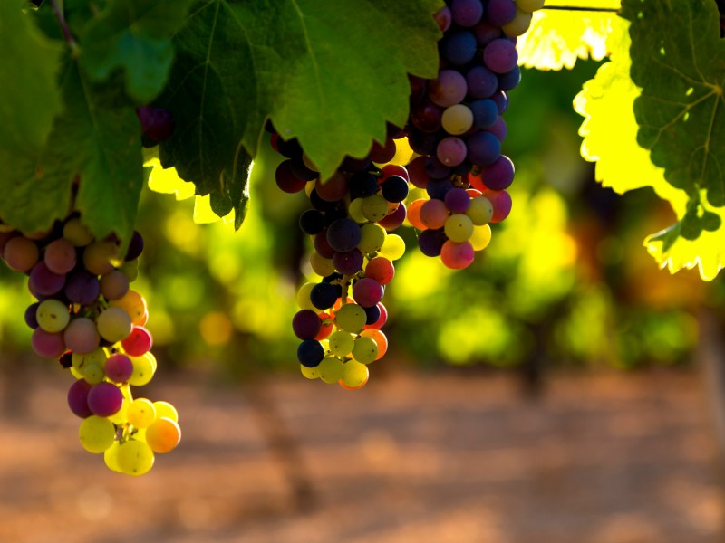 route vin port vendres