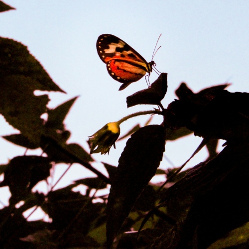 tropique du papillon elne