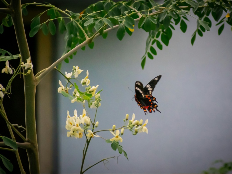 tropique papillon a elne