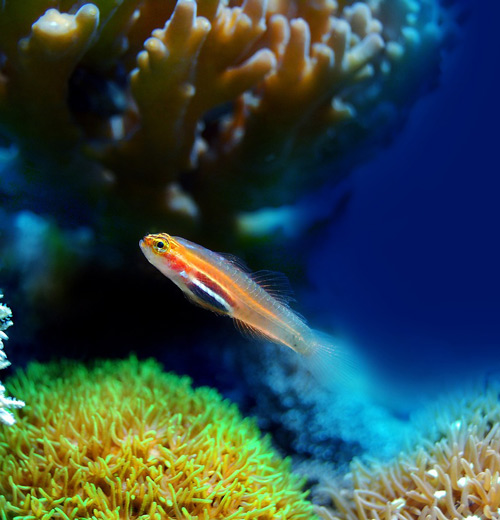 aquarium a canet en roussillon
