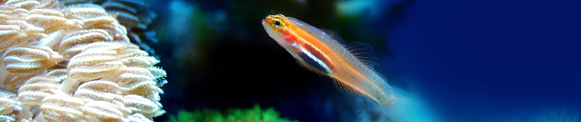 Aquarium de Canet-en-Roussillon
