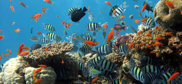 biodiversarium banyuls sur mer