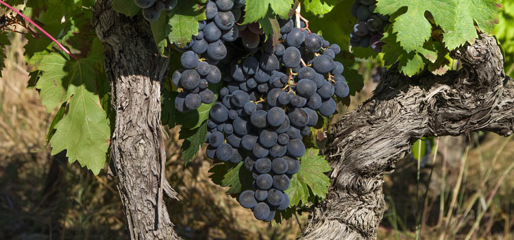 vendange banyuls sur mer
