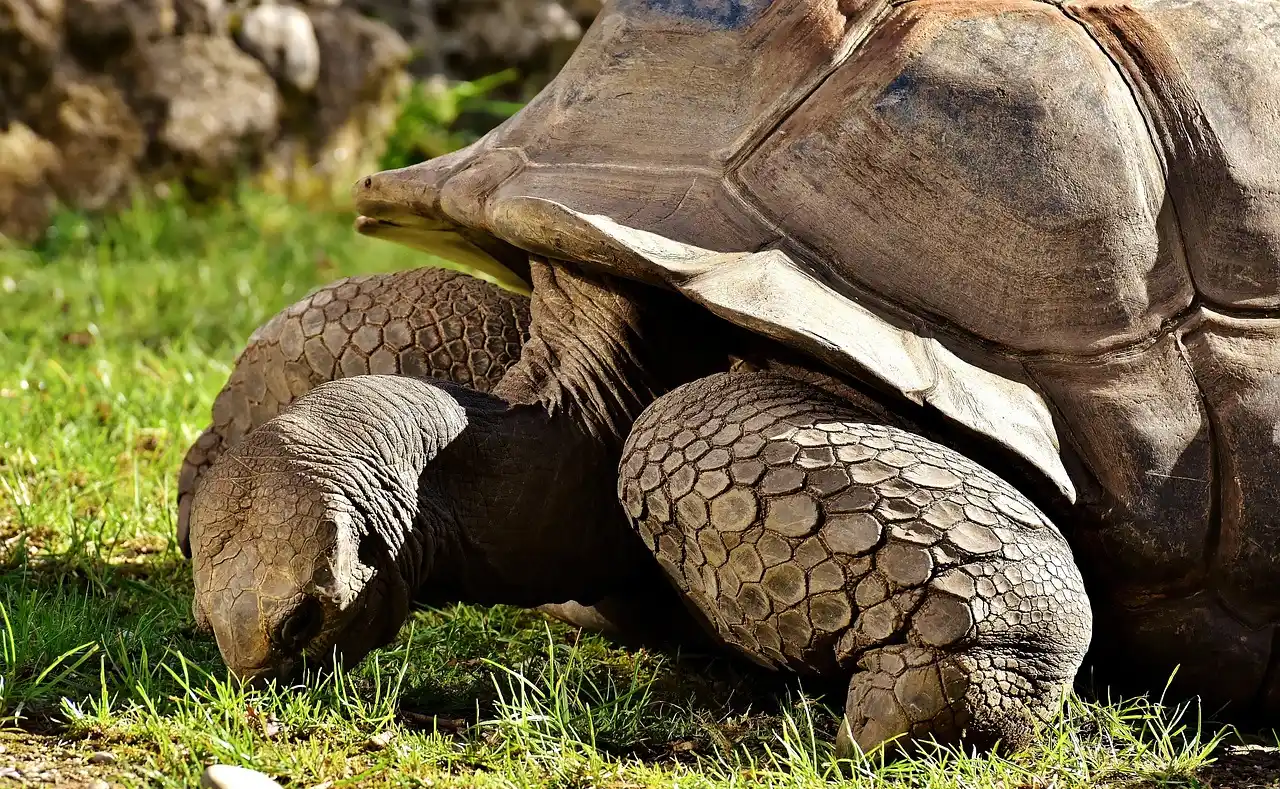 La Vallée des Tortues à Sorède