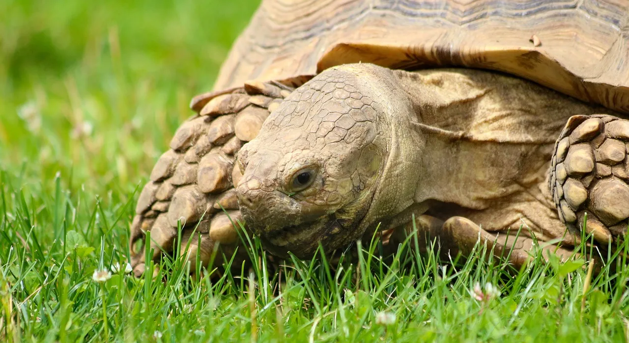 La Vallée des Tortues à Sorède