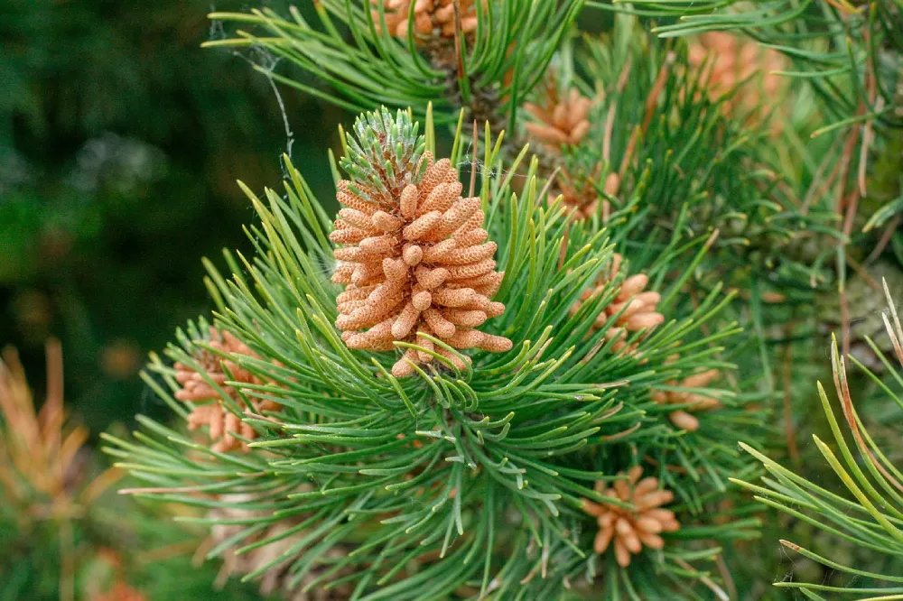 Bois des Pins